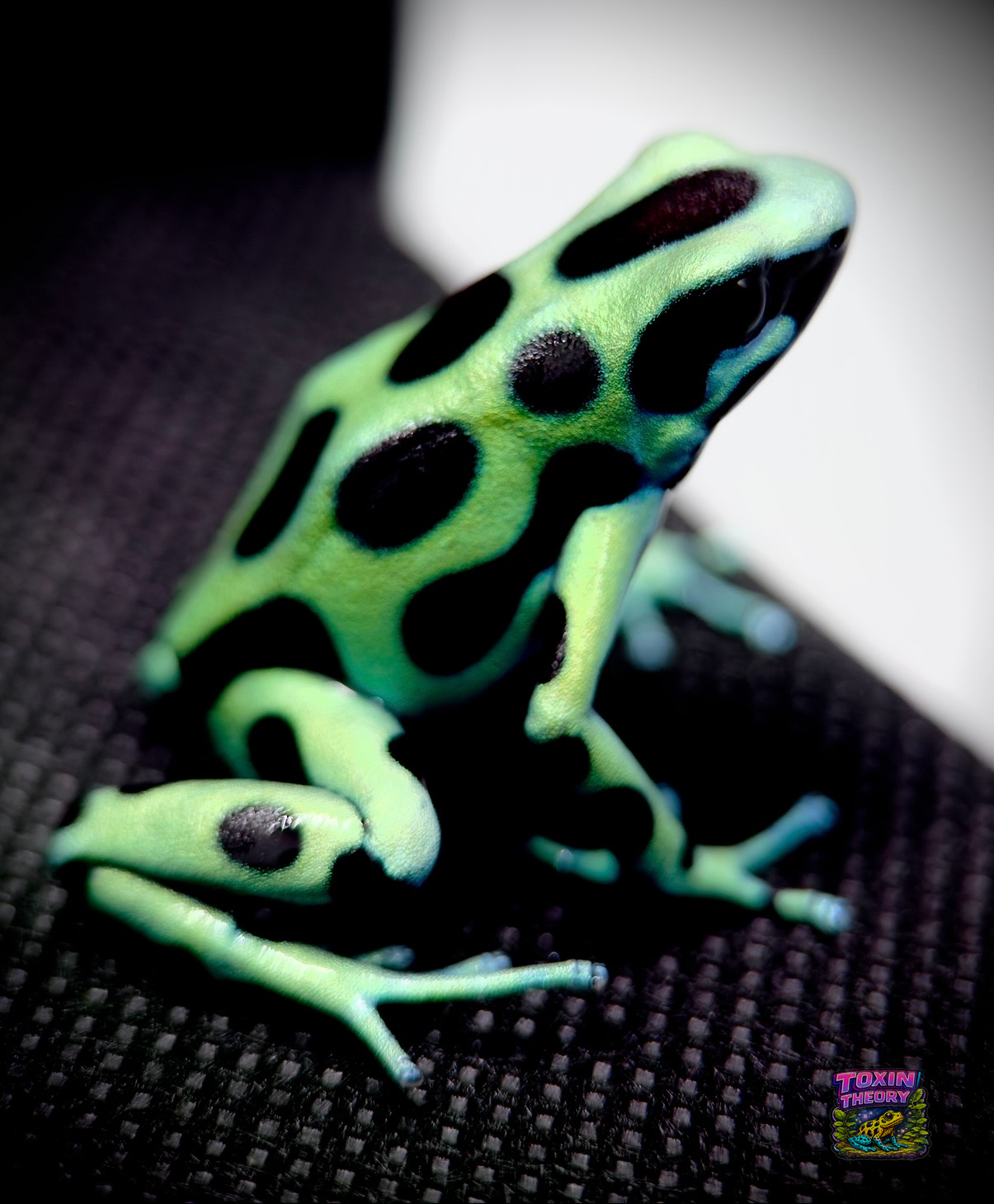 New arrival poison dart frog