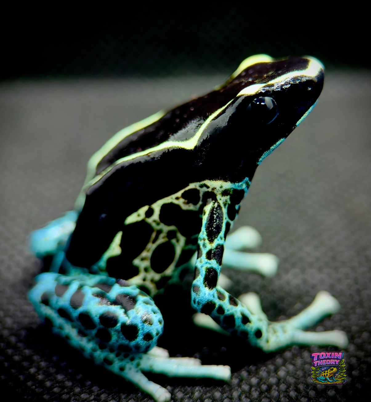 New arrival poison dart frog