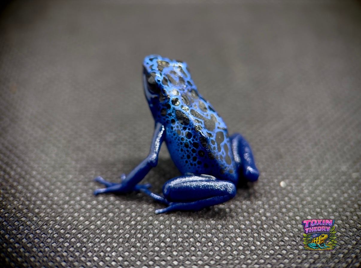 New arrival blue poison dart frog